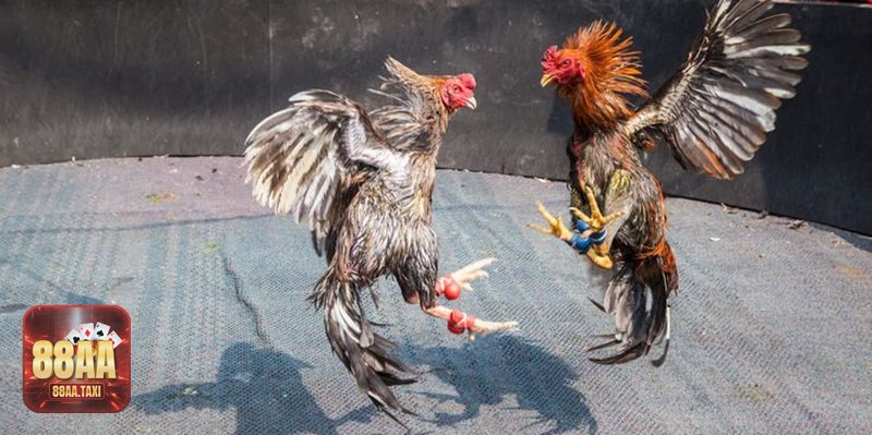 Cách Xem Chân Gà Khỏe - Lưu ý các dạng “vảy hiếm”